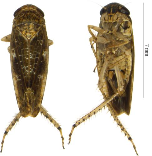 Réf. 311 901 : Allygidius detectus